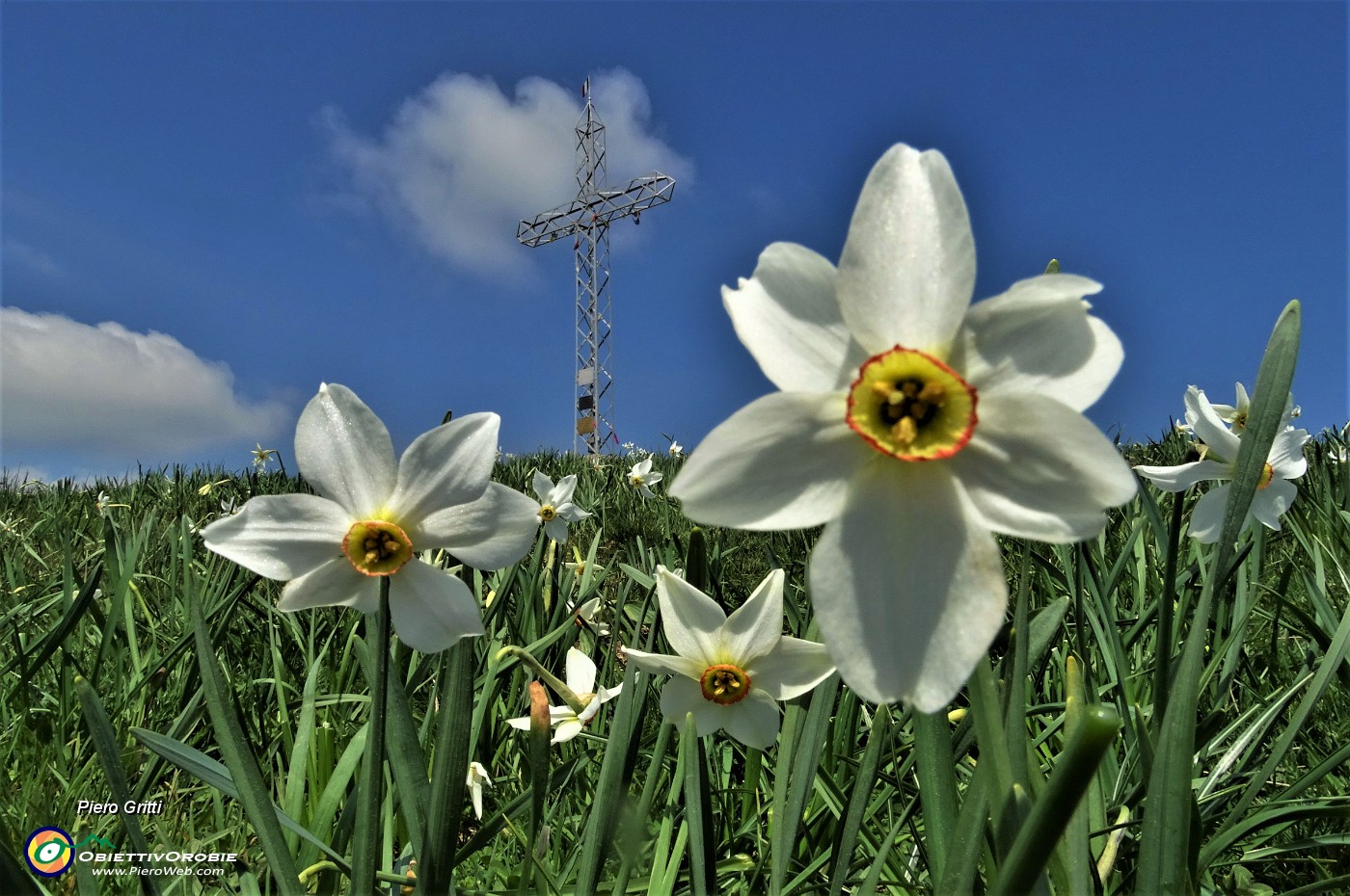 03 Narcisi in piena fioritura in vetta al Linzone (1392 m).JPG